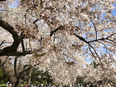 Live Englishオンライン英会話 – 東京は桜が満開を迎えています！